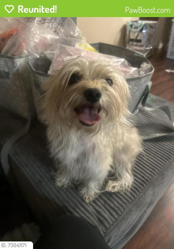 Reunited Female Dog last seen Marty / laird / Fairview , Santa Ana, CA 92706