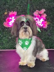 Lost Male Dog last seen Hale street philly, Philadelphia, PA 19149