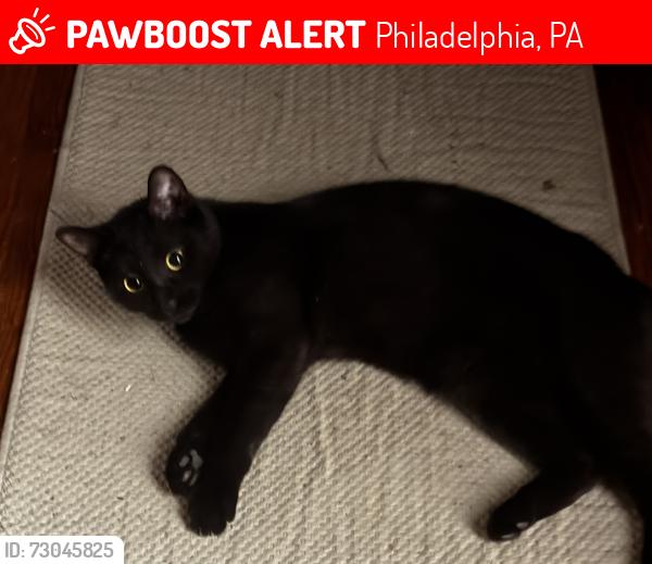 Lost Female Cat last seen 43xx Pine, Philadelphia, PA 19104