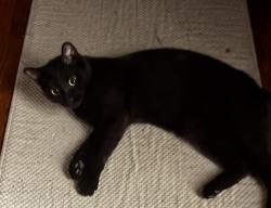 Lost Female Cat last seen 43xx Pine, Philadelphia, PA 19104