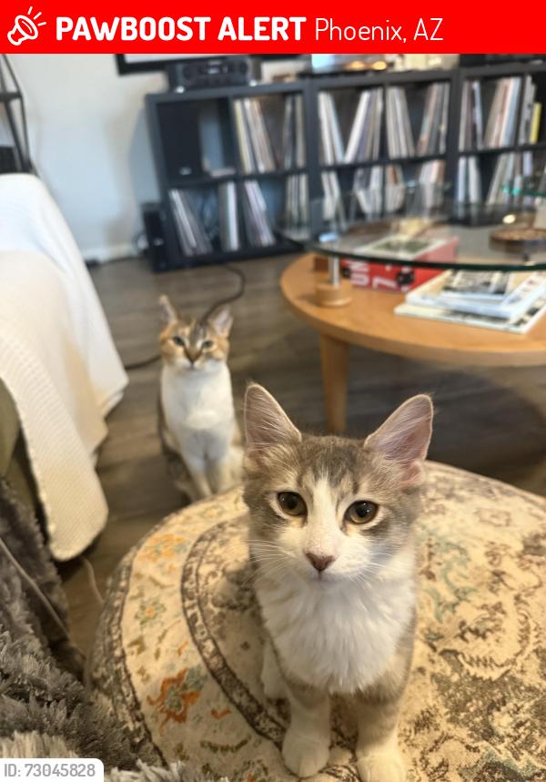 Lost Female Cat last seen 4th st and Alta Vista, Phoenix, AZ 85042