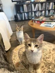 Lost Female Cat last seen 4th st and Alta Vista, Phoenix, AZ 85042