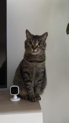 Lost Female Cat last seen Erwin and Vanalden, Los Angeles, CA 91335