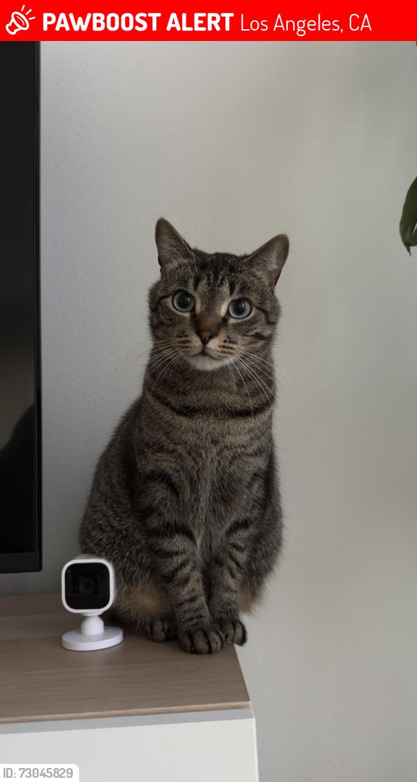 Lost Female Cat last seen Erwin and Vanalden, Los Angeles, CA 91335