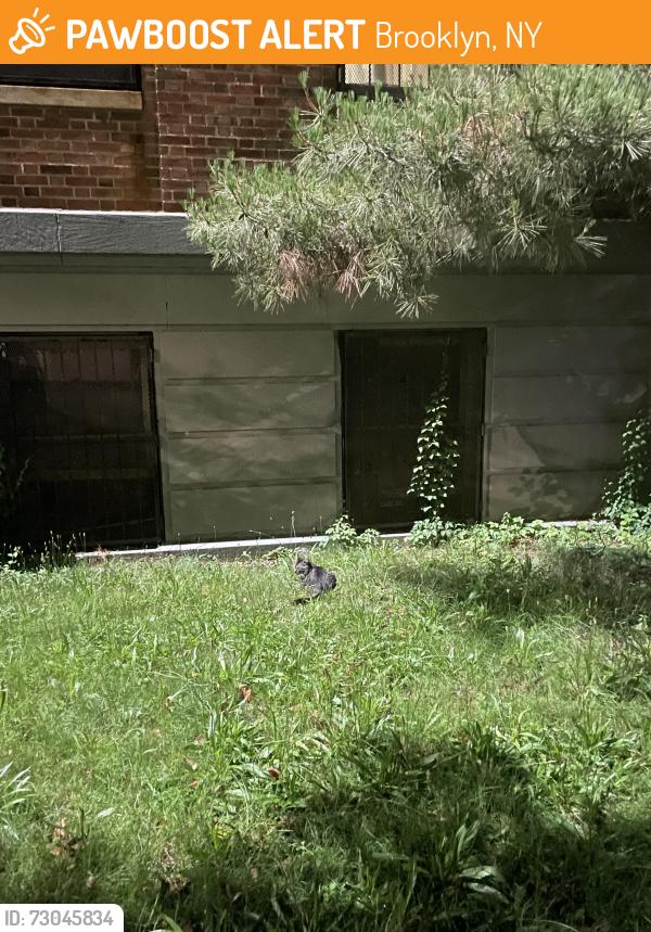 Found/Stray Unknown Cat last seen Bushwick ave and Chauncey st, Brooklyn, NY 11207