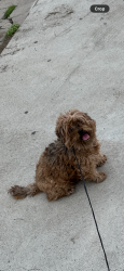 Reunited Female Dog last seen Near Home Depot , Baldwin Park, CA 91706