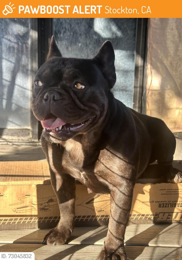 Found/Stray Female Dog last seen Carpenter Rd , Stockton, CA 95206