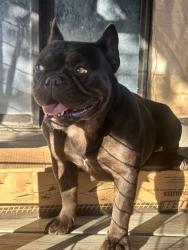 Found/Stray Female Dog last seen Carpenter Rd , Stockton, CA 95206