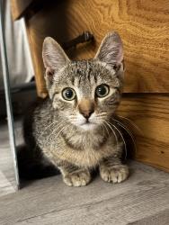 Reunited Male Cat last seen Central And Washington, Chino, CA 91710