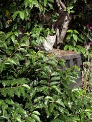 Found/Stray Unknown Cat last seen Seattle center, Seattle, WA 98113