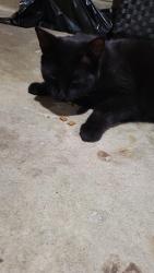 Reunited Female Cat last seen Near Pelham and Osler Ave, major intersection Old Weston and Davenport Rd, Toronto, ON M6N 1A7