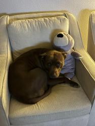Lost Female Dog last seen white lane ashe gosford, Bakersfield, CA 93309