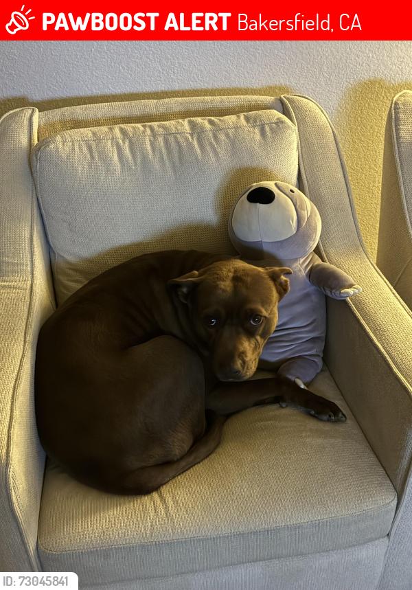 Lost Female Dog last seen white lane ashe gosford, Bakersfield, CA 93309