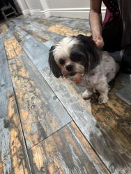 Found/Stray Female Dog last seen Monument parkway , Perris, CA 92570