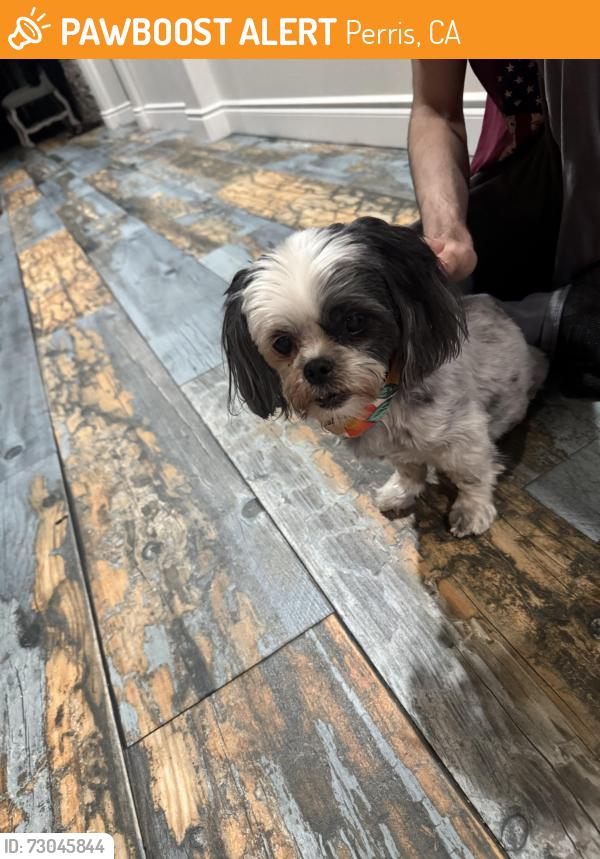 Found/Stray Female Dog last seen Monument parkway , Perris, CA 92570