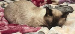Reunited Male Cat last seen newport glen cndmniums, Lee County, FL 33908