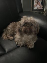 Lost Female Dog last seen W Ford St, Beach Park, IL 60099