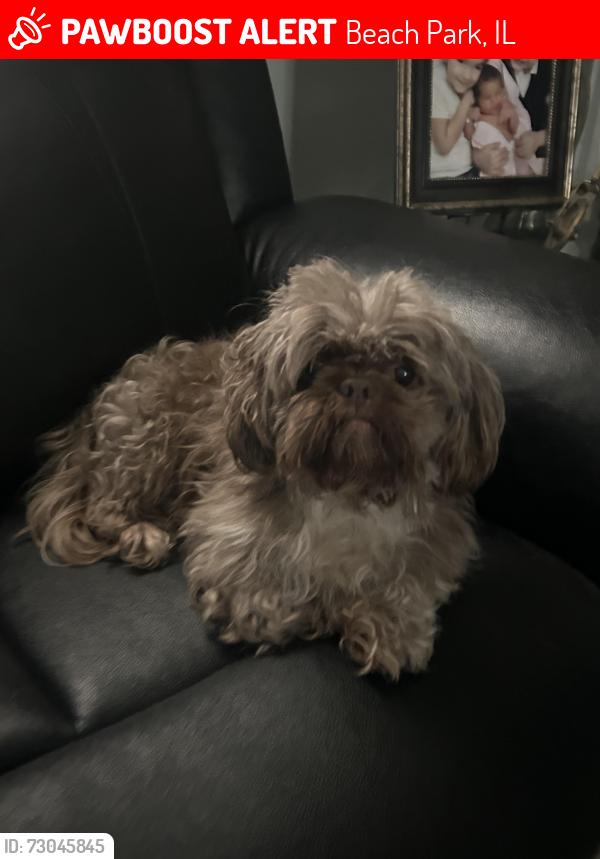 Lost Female Dog last seen W Ford St, Beach Park, IL 60099