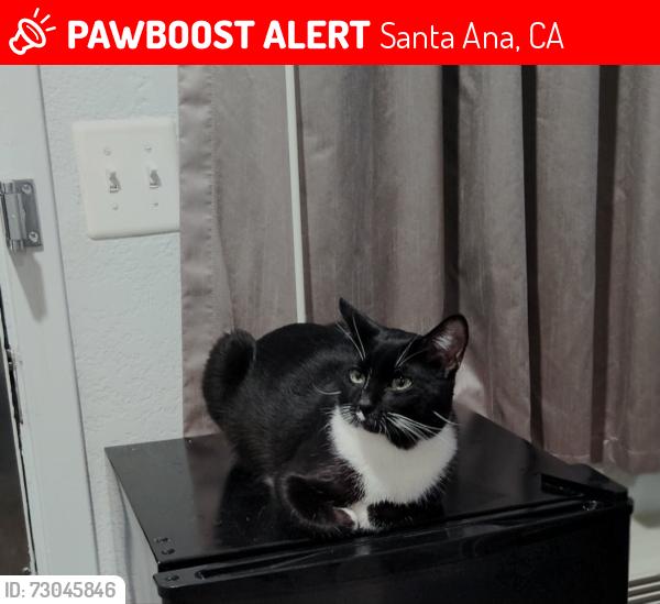 Lost Male Cat last seen Sunlqnd motel, Santa Ana, CA 92705