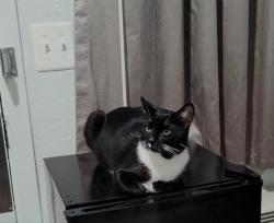 Lost Male Cat last seen Sunlqnd motel, Santa Ana, CA 92705