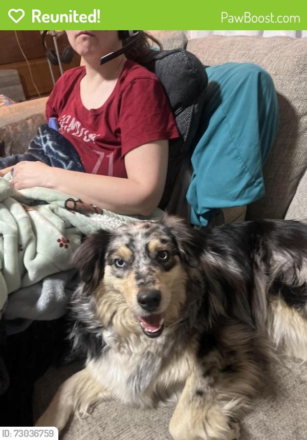 Reunited Female Dog last seen Pizza King, San Bernardino, CA 92405