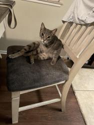 Lost Male Cat last seen Mountain Ave, 8th street, Upland CA, Upland, CA 91786