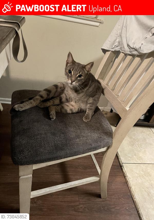 Lost Male Cat last seen Mountain Ave, 8th street, Upland CA, Upland, CA 91786