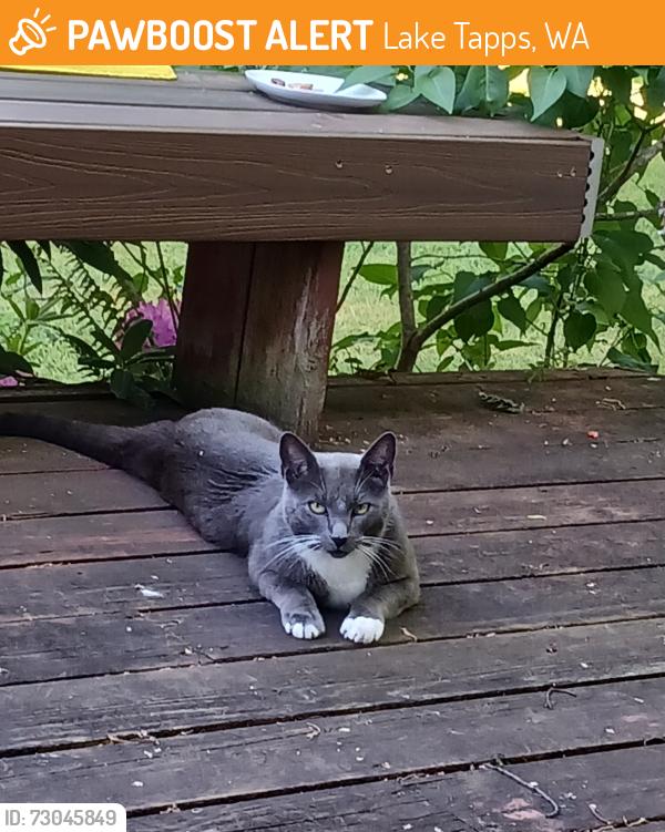 Found/Stray Male Cat last seen North Tapps Middle School, Lake Tapps, WA 98390