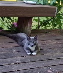 Found/Stray Male Cat last seen North Tapps Middle School, Lake Tapps, WA 98390
