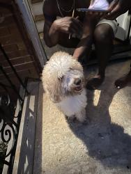 Reunited Unknown Dog last seen Bergen , Newark, NJ 07112