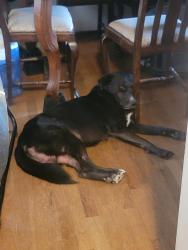 Reunited Male Dog last seen Hazel Ave , Kent, WA 98030