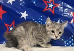 Shelter Stray Female Cat last seen , 957 N Gaffey St, San Pedro, CA 90731, USA