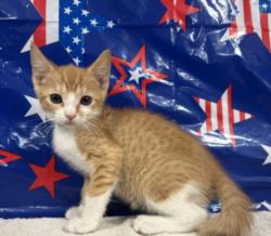 Shelter Stray Male Cat last seen , 957 N Gaffey St, San Pedro, CA 90731, USA