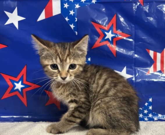 Shelter Stray Female Cat last seen , 957 N Gaffey St, San Pedro, CA 90731, USA