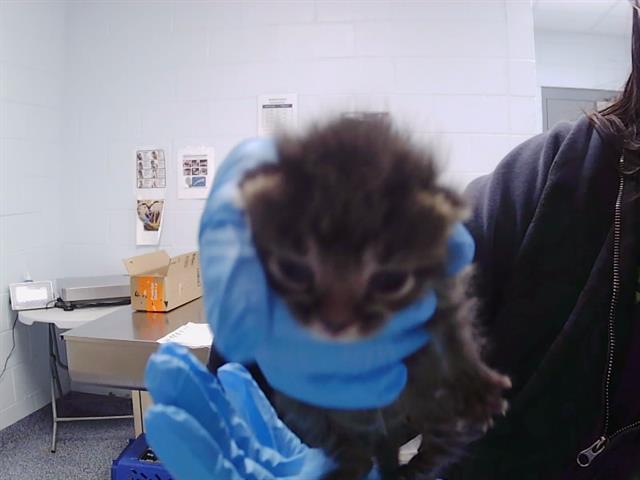 Shelter Stray Male Cat last seen CHARLOTTE, 8315 Byrum Dr, Charlotte, NC 28217, USA