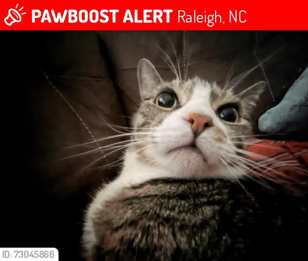 Lost Male Cat last seen Near Greencastle Ct Raleigh, NC 27604 United States, Raleigh, NC 27604