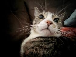 Lost Male Cat last seen Near Greencastle Ct Raleigh, NC 27604 United States, Raleigh, NC 27604