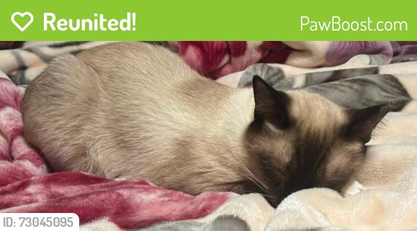Reunited Male Cat last seen newport glen cndmniums, Lee County, FL 33908