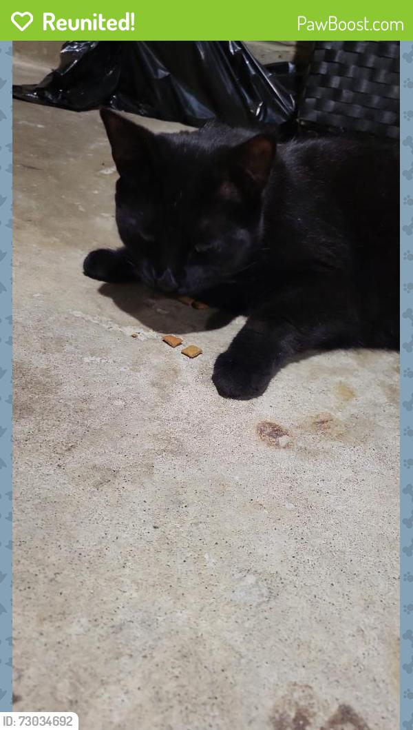 Reunited Female Cat last seen Near Pelham and Osler Ave, major intersection Old Weston and Davenport Rd, Toronto, ON M6N 1A7