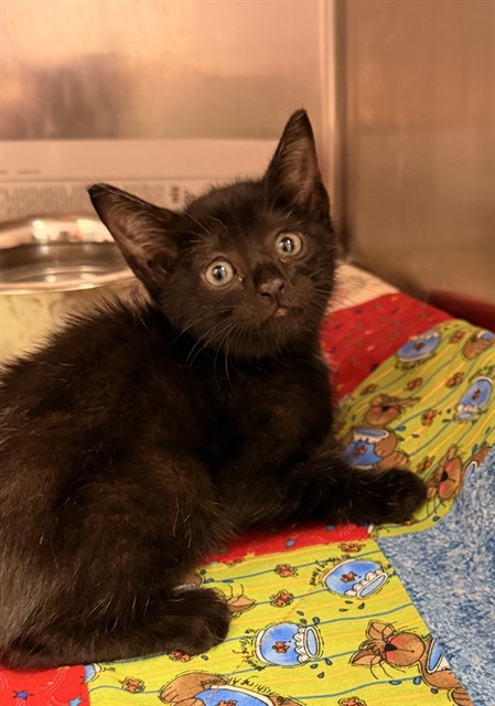 Shelter Stray Male Cat last seen Near BLOCK CROSSHILL BLVD, 2020 Forest St, Jacksonville, FL 32204, USA