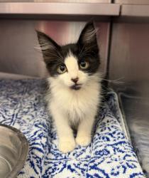 Shelter Stray Male Cat last seen WEST ROAD, 2020 Forest St, Jacksonville, FL 32204, USA