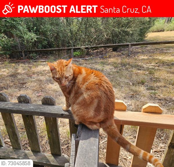 Lost Male Cat last seen Between 150 Hagar Court and Limestone and Peace United Church, Santa Cruz, CA 95064