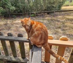 Lost Male Cat last seen Between 150 Hagar Court and Limestone and Peace United Church, Santa Cruz, CA 95064