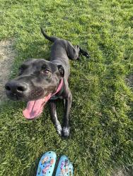 Lost Male Dog last seen West Kemper Road, Winton Road, Elkwood Drive, Cincinnati, OH 45240