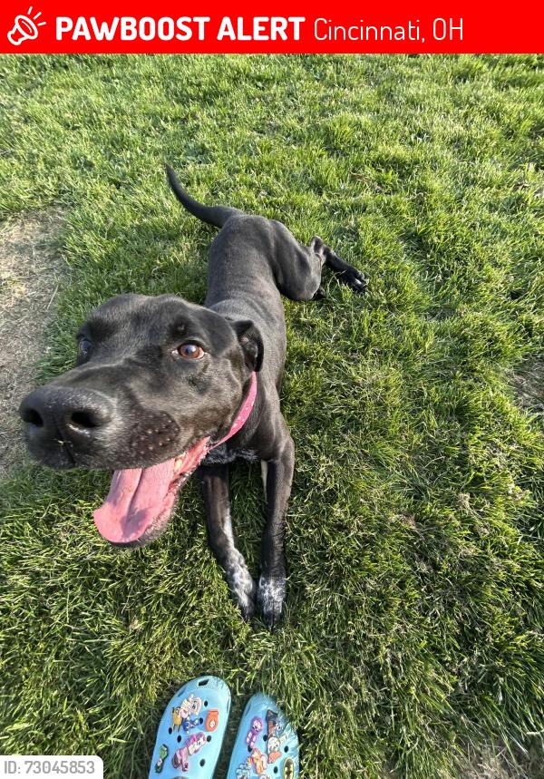 Lost Male Dog last seen West Kemper Road, Winton Road, Elkwood Drive, Cincinnati, OH 45240