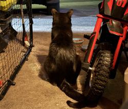Found/Stray Male Cat last seen Burnhamthorpe and Winston Churchill, Mississauga, ON L5L