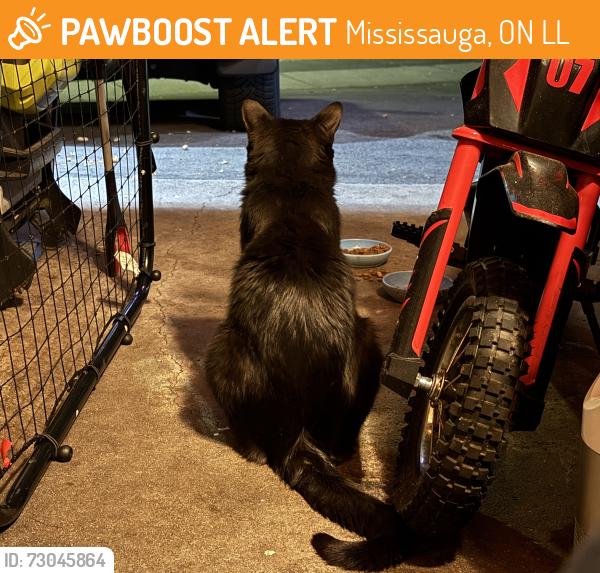 Found/Stray Male Cat last seen Burnhamthorpe and Winston Churchill, Mississauga, ON L5L