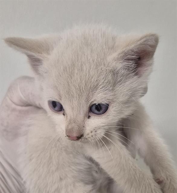 Shelter Stray Male Cat last seen Near BLOCK KROLL WAY, BAKERSFIELD CA 93309, 3951 Fruitvale Ave, Bakersfield, CA 93308, USA