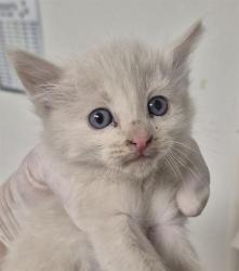 Shelter Stray Female Cat last seen Near BLOCK KROLL WAY, BAKERSFIELD CA 93309, 3951 Fruitvale Ave, Bakersfield, CA 93308, USA