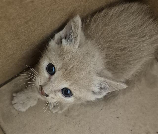 Shelter Stray Male Cat last seen Near BLOCK KROLL WAY, BAKERSFIELD CA 93309, 3951 Fruitvale Ave, Bakersfield, CA 93308, USA